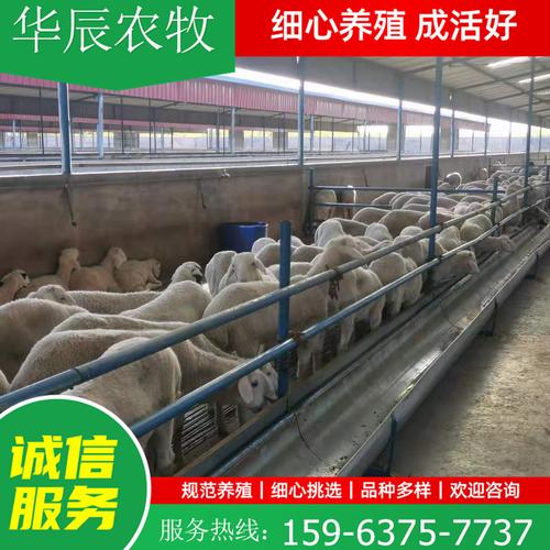 养殖场3个月小尾寒羊种羊带胎母羊成年羊 济宁多种羊羔长期收购