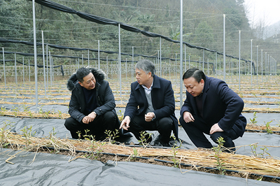 五峰县特色产业促进农民年增收超10%
